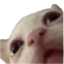 guh