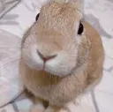 slungus