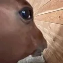 sideeyehorse sideeyehorse