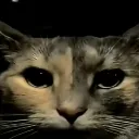 cat_dark