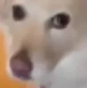 sadgedoge