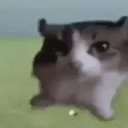 A blurry cat with wide, intense eyes staring directly forward with a look of impending chaos.