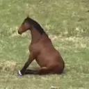 caballito caballito