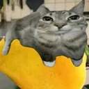 mangocat mangocat