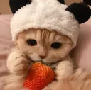 cat_panda_strawberry