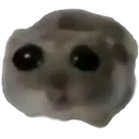 hamster