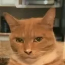 GigaCat