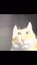 Catexplode