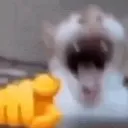 catlaugh