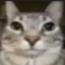 cat_wut