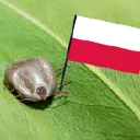 PolishTick