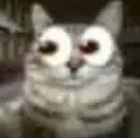 Cat_mira4k