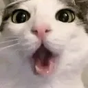 wao wao