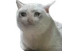 MEME_CryingCat