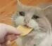 cat_6
