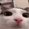 plink