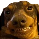 DogTeefSmile DogTeefSmile