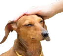 BonTouTou