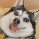 A husky with wide, startled eyes and its tongue hanging out looks directly at the camera with a goofy expression.