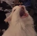 weirdcat