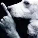 shushthyfingers
