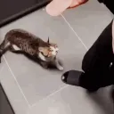 CatHamYeet