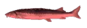 Joeljam