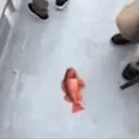 fish fish