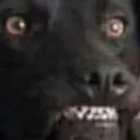 DogoGrin
