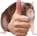 ratgoodjob