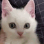 tafri_angry