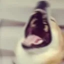 dog_laugh1
