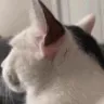 catsideye
