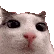 catxblink