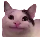 catcat1