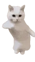 catdance