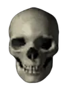 skull_Realistic skull_Realistic