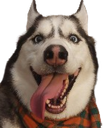A55OMGOSH Discord emoji