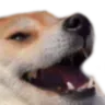 doggo_kek