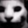 despaircat