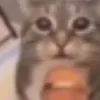 sj_letmeputmycatonthemic