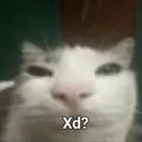 xd