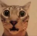 whattheflip