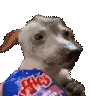 verydog