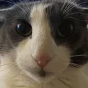 floppa