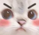 angry_cat