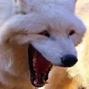 wolf_laugh1