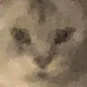 ellisgoofycat