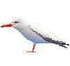 grumpyseagull grumpyseagull