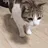 cat_dedslow